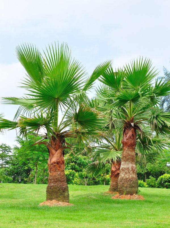 empresa de poda palmera tenerife