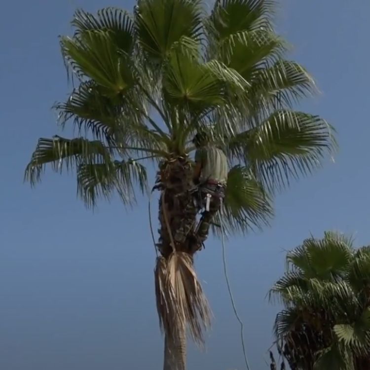 mejores podadores de palmeras tenerife